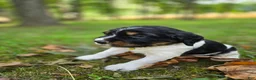 English Springer Spaniel dogs for sale: Liberty  - Ad 11