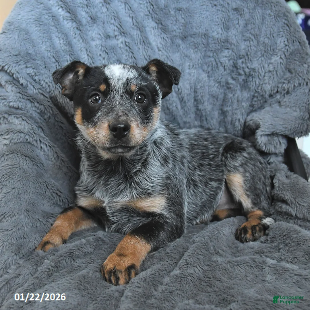 Australian Cattle Dog dogs for sale: Jade - Ad 4