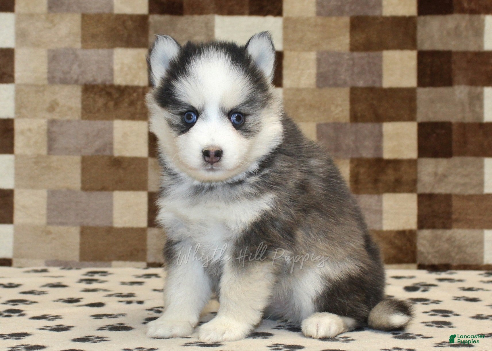 Pomsky dogs Indy - Ad 32