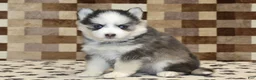 Pomsky dogs for sale: Indy - Ad 1