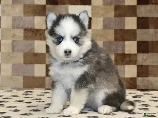 Pomsky dogs Indy - Ad 32
