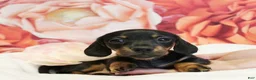 Miniature Dachshund dogs for sale: onyx - Ad 3