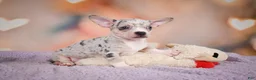 Chihuahua dogs for sale: JEREMY - Ad 8