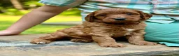 Mini Goldendoodle dogs for sale: Daisy - F1b mini girl - Ad 3