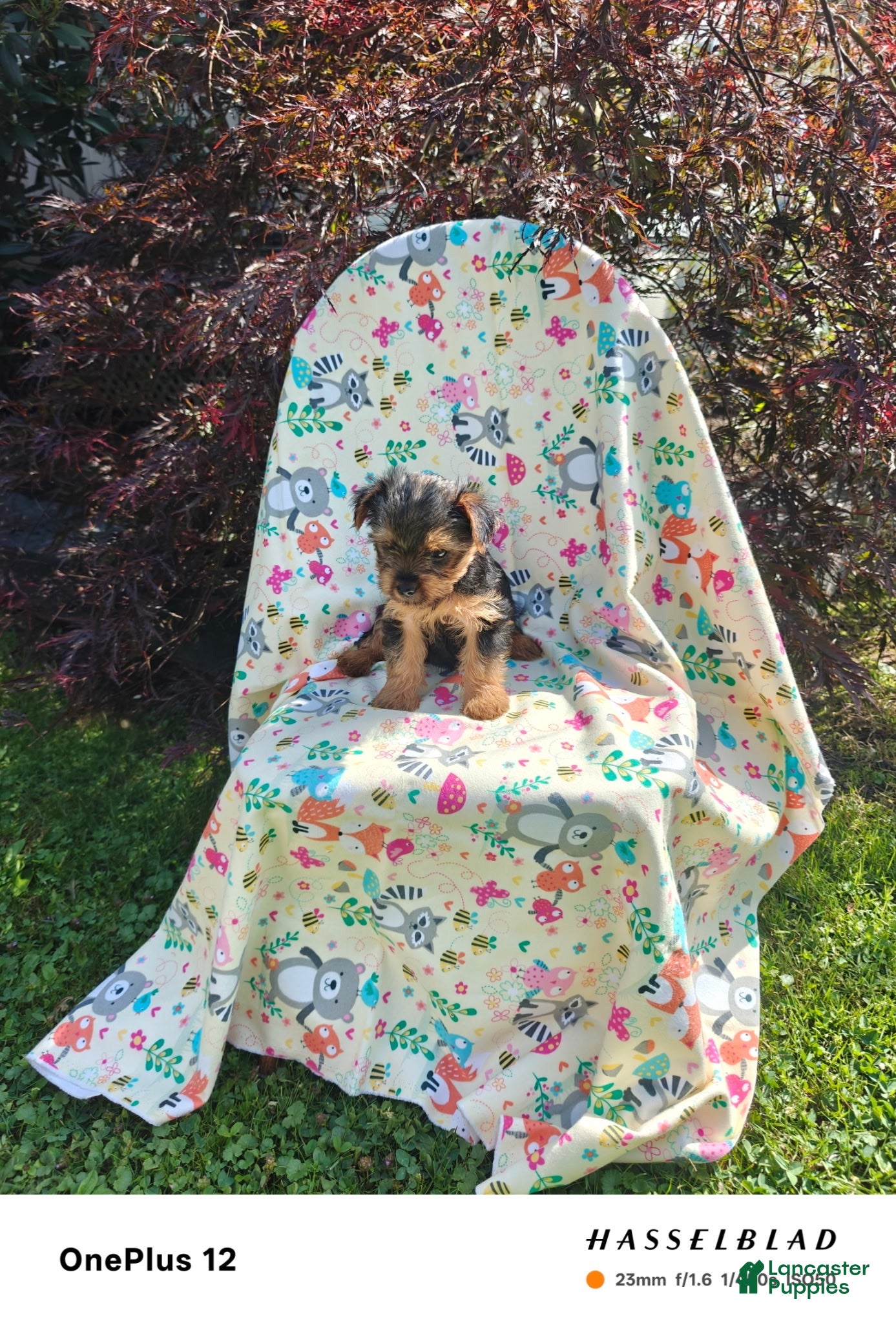 Yorkiepoo dogs Yorkiepoo 4 - Ad 2