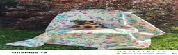 Yorkiepoo dogs for sale: Yorkiepoo 4 - Ad 2