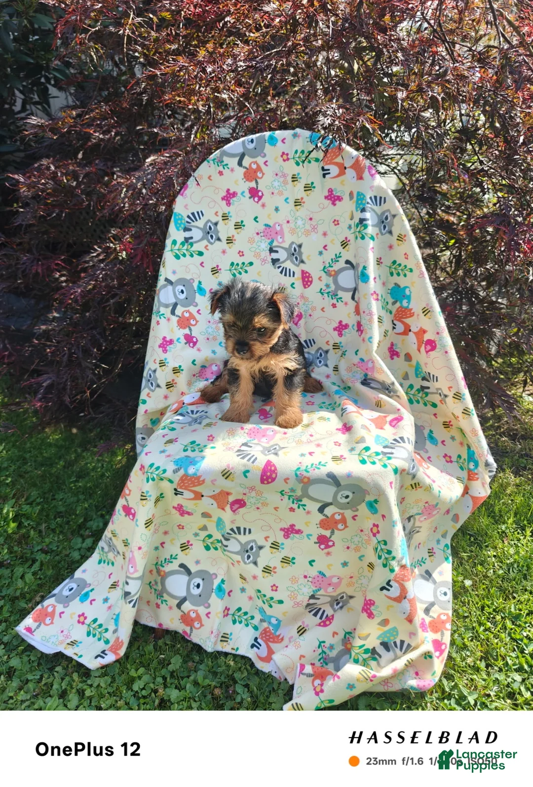 Yorkiepoo dogs for sale: Yorkiepoo 4 - Ad 2