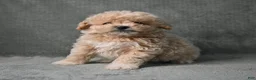 Maltipoo dogs for sale: Maltipoo 3 - Ad 6