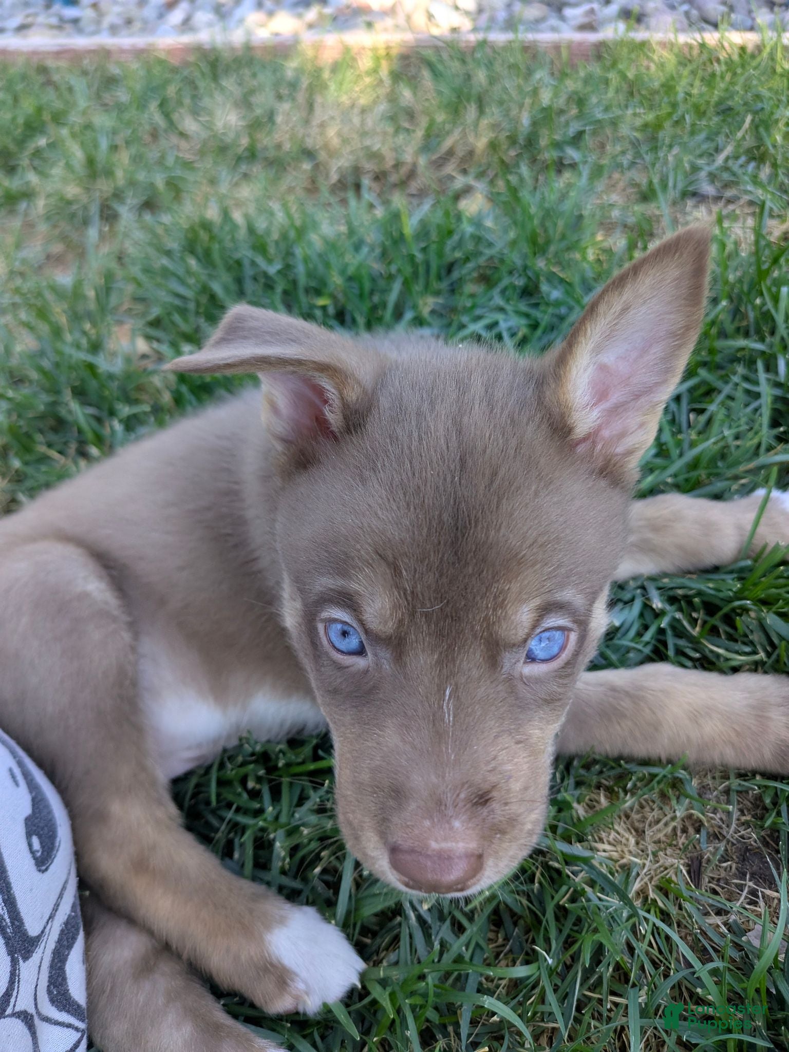 Mixed Breed dogs Remus - Ad 29