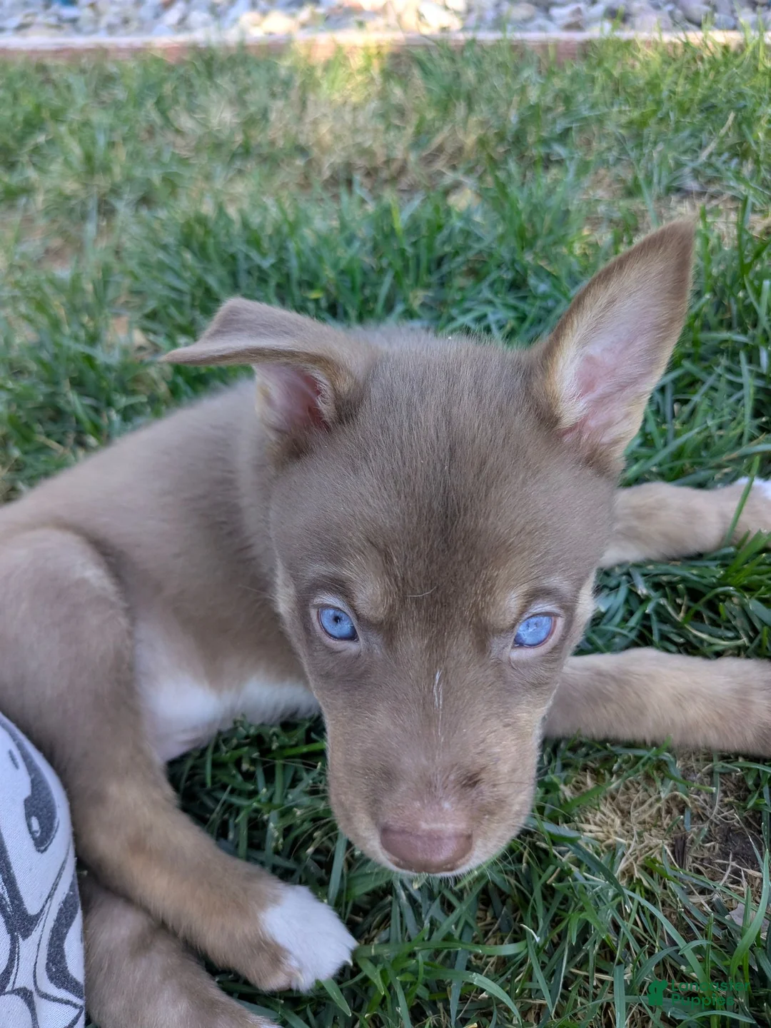 Mixed Breed dogs for sale: Remus - Ad 1