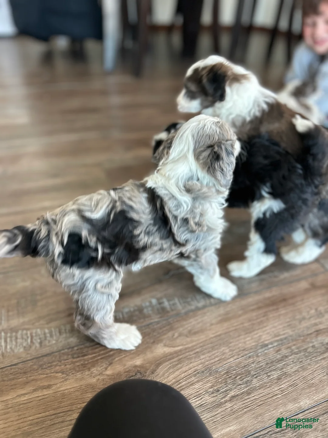 Mixed Breed dogs for sale: Ricky - Ad 9