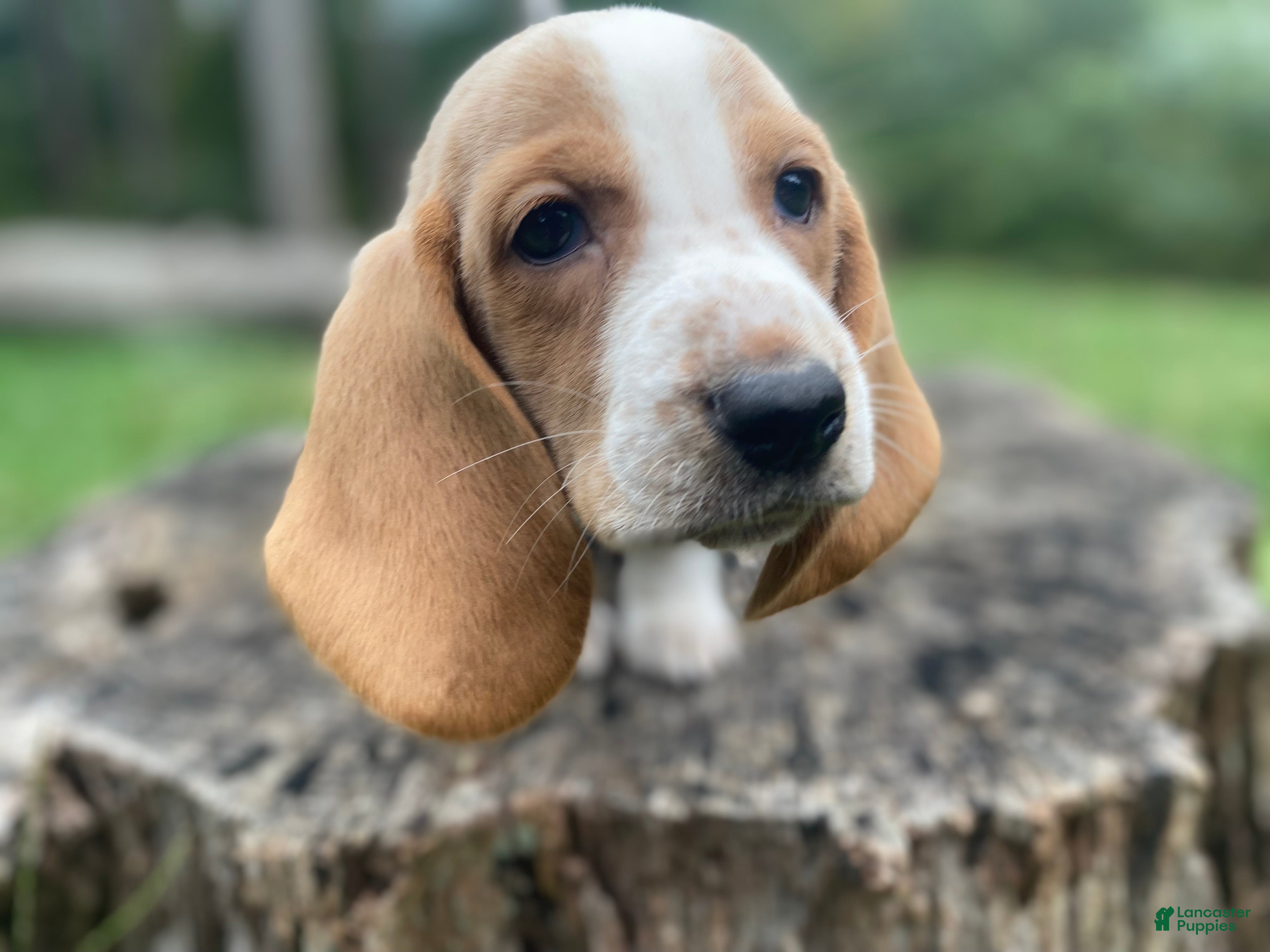 Basset Hound dogs Dolly - Ad 2