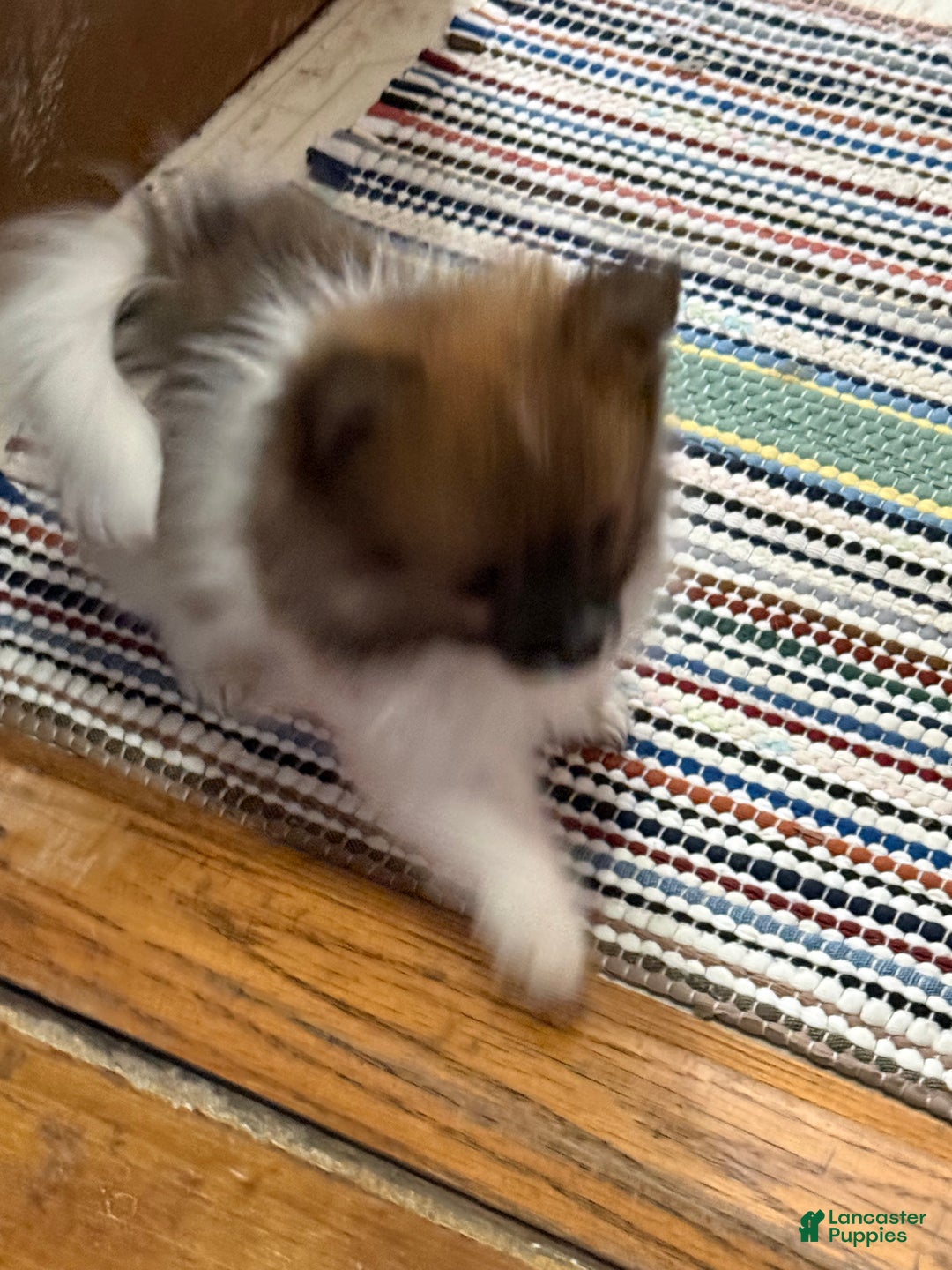 Pomeranian dogs for sale: Rosey - Ad 4