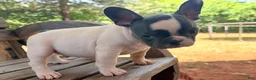 French Bulldog dogs for sale: Mad Max - Ad 2