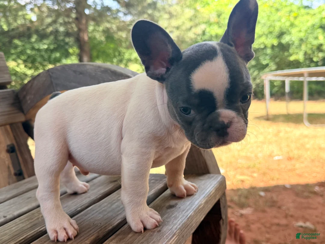 French Bulldog dogs for sale: Mad Max - Ad 2