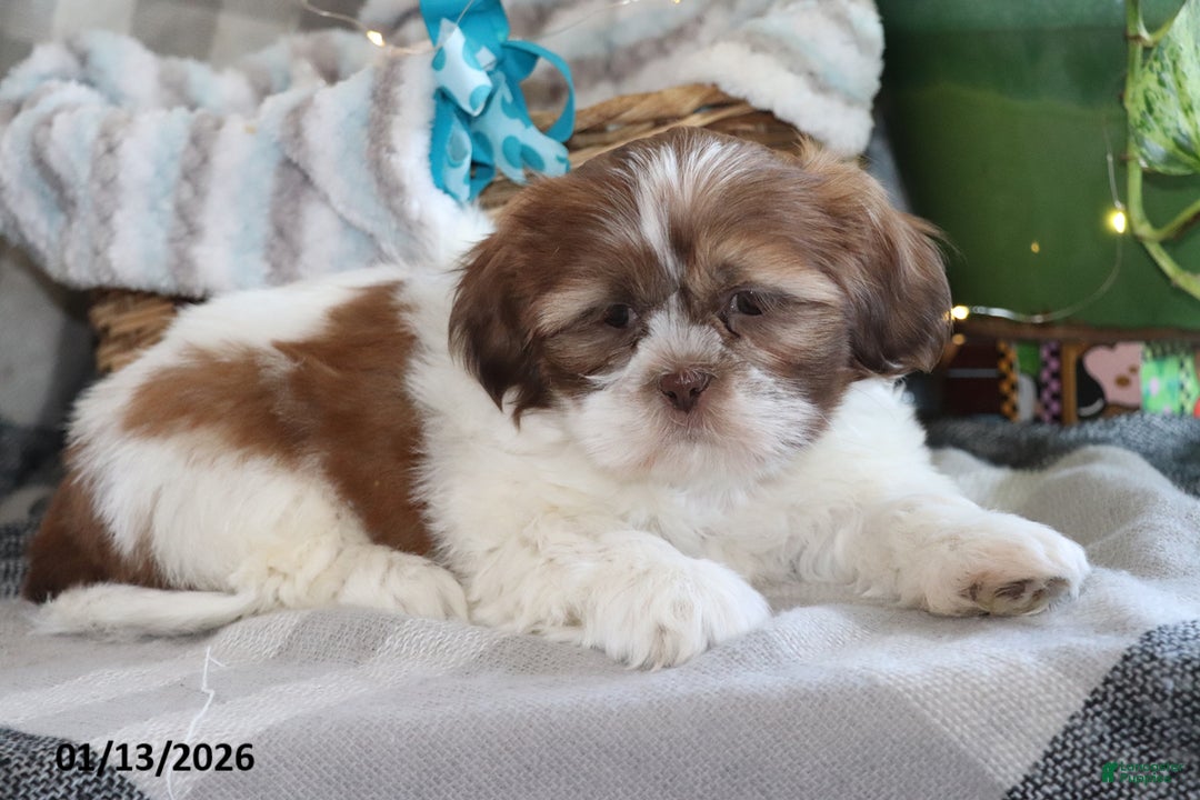 Shih Tzu dogs for sale: Shem - Ad 4