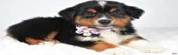 Miniature Australian Shepherd dogs for sale: Addison - Ad 6