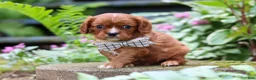 Cavalier King Charles Spaniel dogs for sale: Rusty - Ad 2