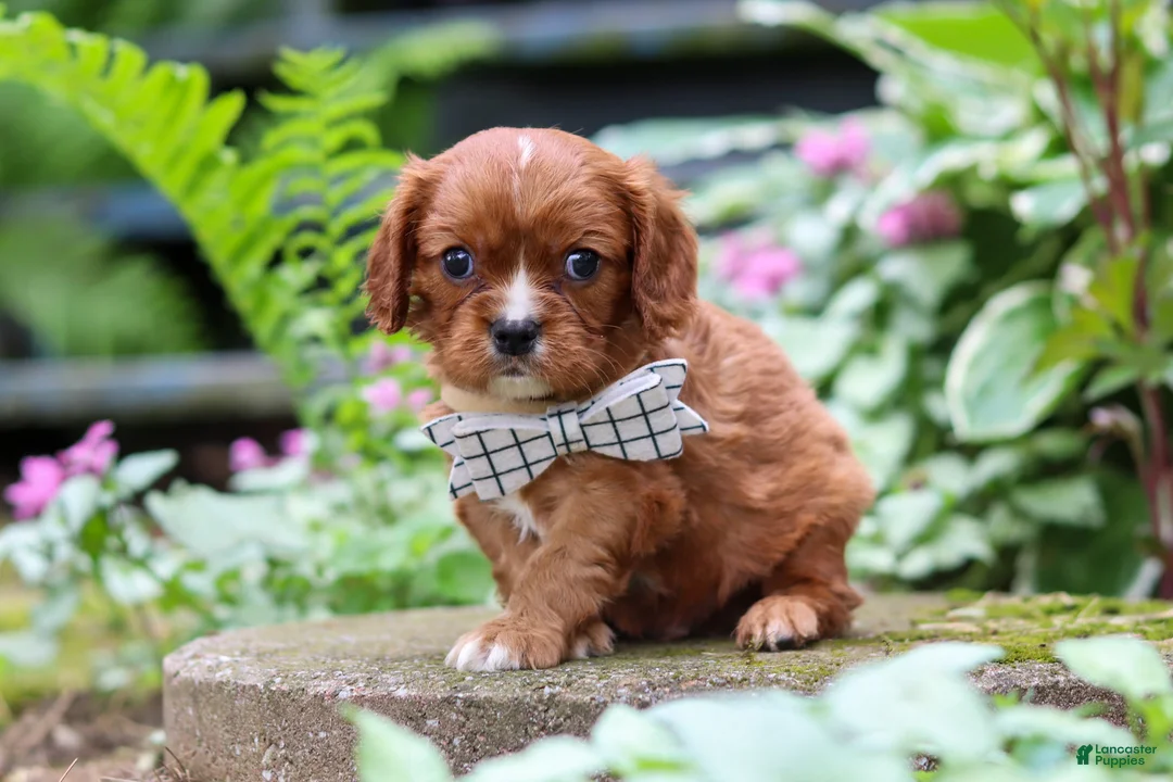 Cavalier King Charles Spaniel dogs for sale: Rusty - Ad 2