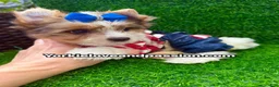 Yorkshire Terrier dogs for sale: Parti Merle male  - Ad 8