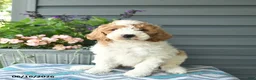 Mini Goldendoodle dogs for sale: Alyssa  - Ad 1