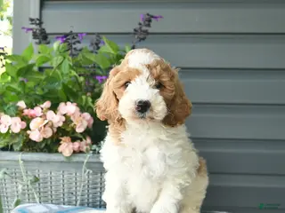 Mini Goldendoodle dogs for sale: Alyssa - Ad 2