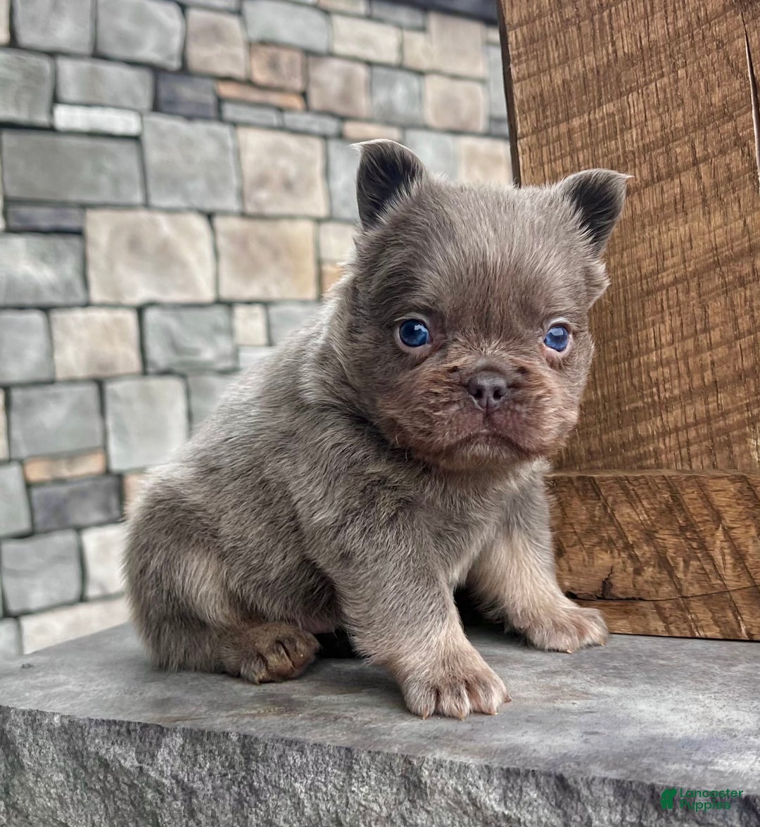 French Bulldog dogs for sale: Lucky - Ad 2