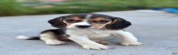 Beagle dogs for sale: Duke - Ad 5
