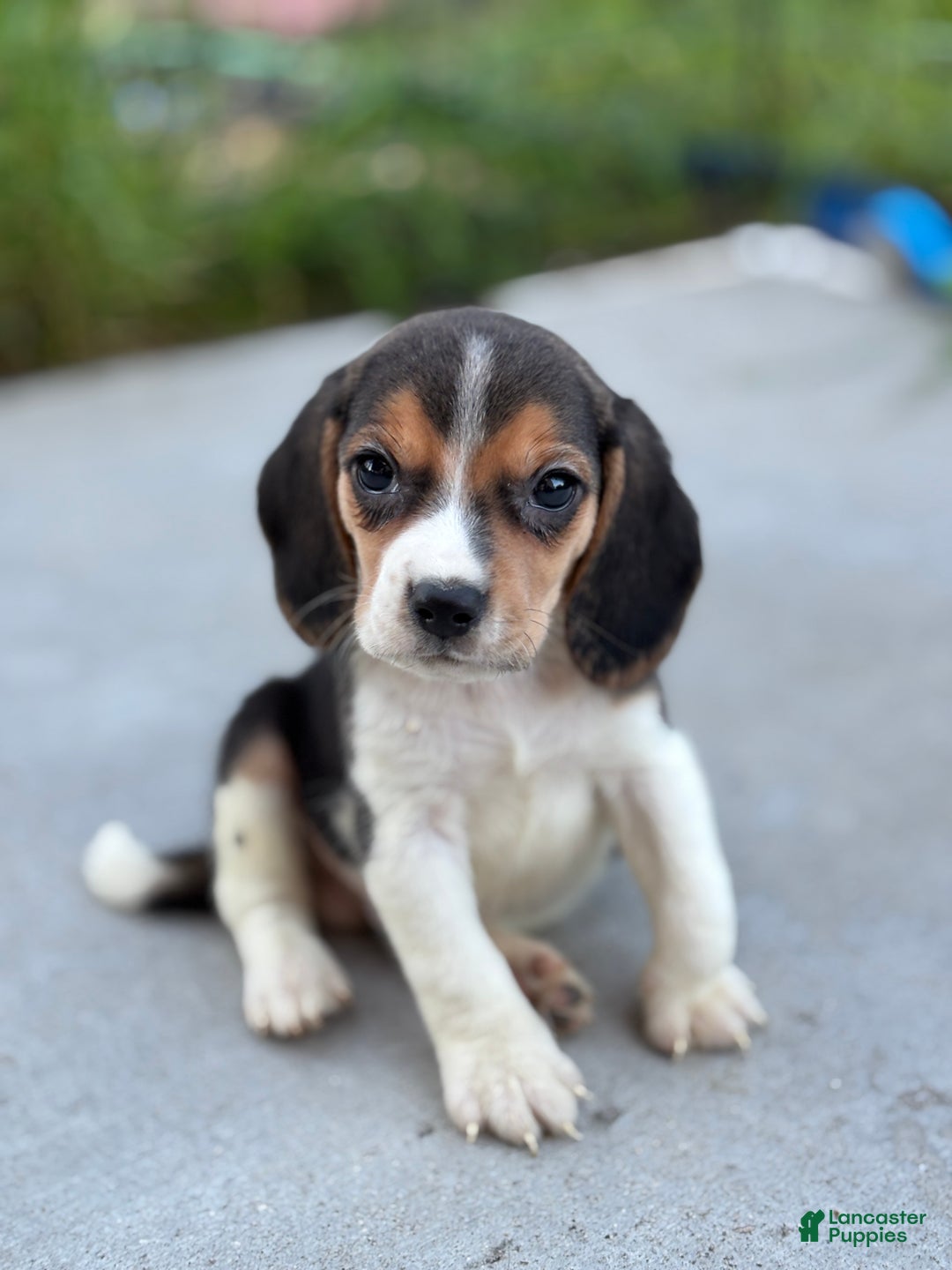 Beagle dogs for sale: Duke - Ad 5