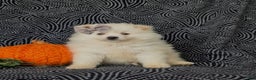 Pomeranian dogs for sale: Pipa - Ad 5