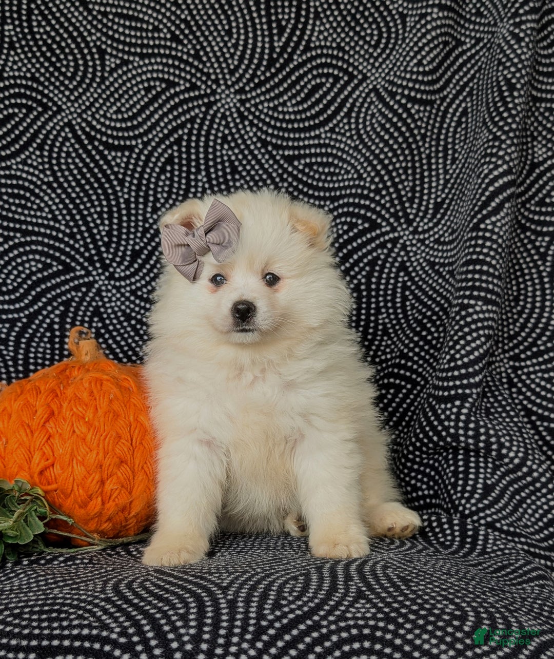 Pomeranian dogs for sale: Pipa - Ad 5