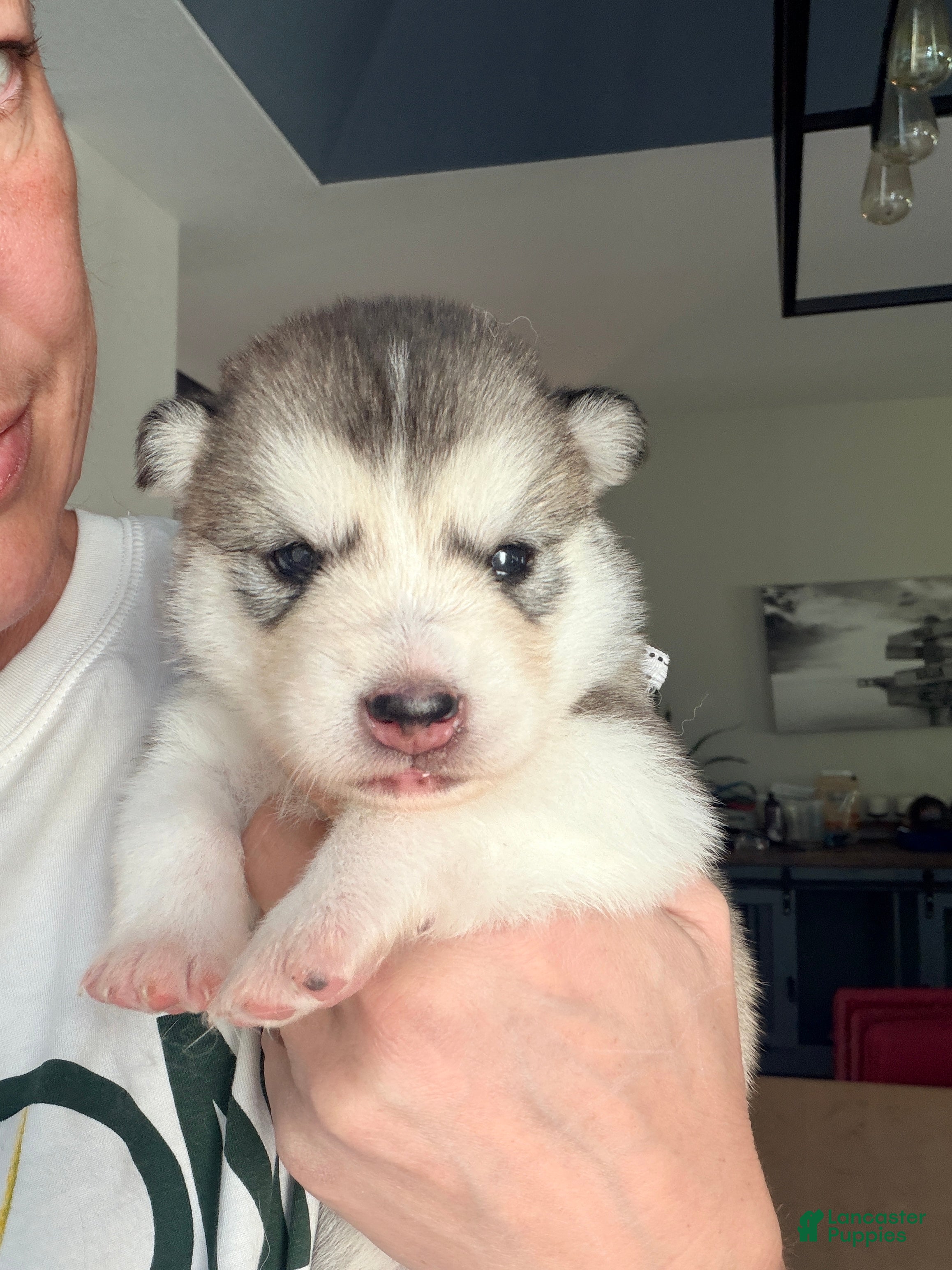 Mixed Breed dogs Miss White - Ad 6