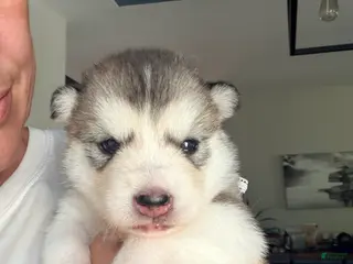 Mixed Breed dogs Miss White - Ad 16