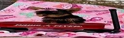 Yorkshire Terrier dogs for sale: Julie - Ad 4