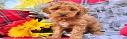 Miniature Poodle dogs for sale: Muddypaws - Ad 4