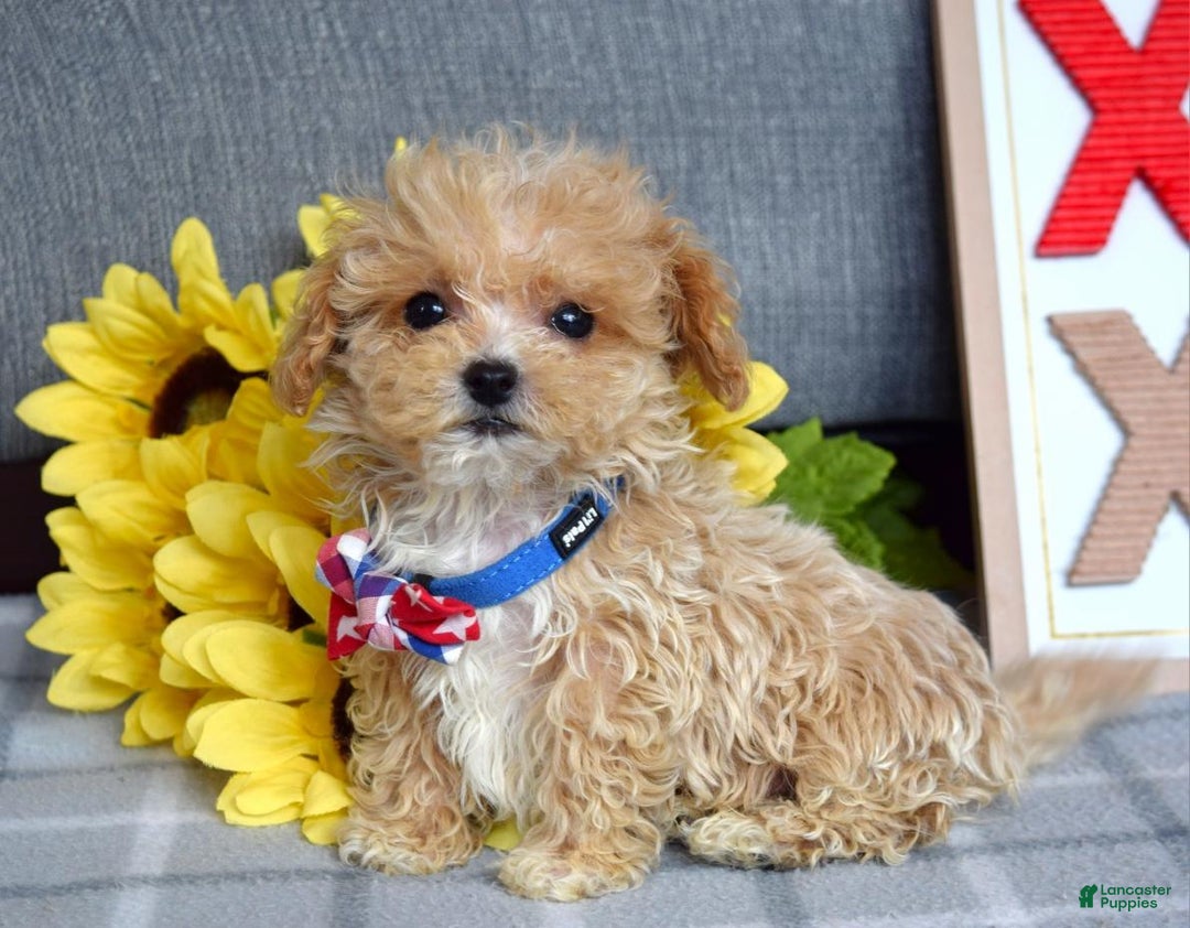 Maltipoo dogs for sale: Axel - Ad 11