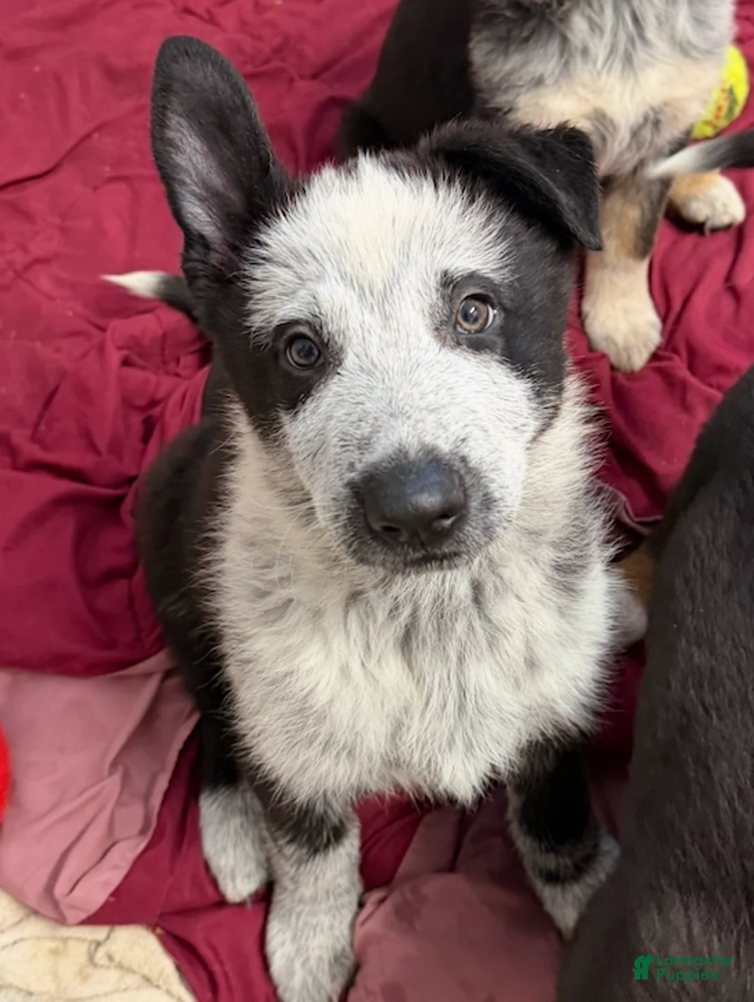 German Shepherd dogs for sale: River -German Shepherd Puppy - Ad 1