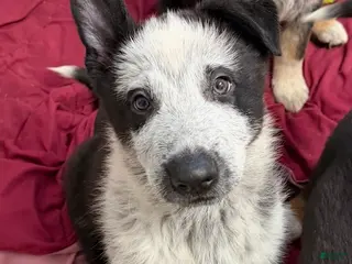 German Shepherd dogs River -German Shepherd Puppy - Ad 35