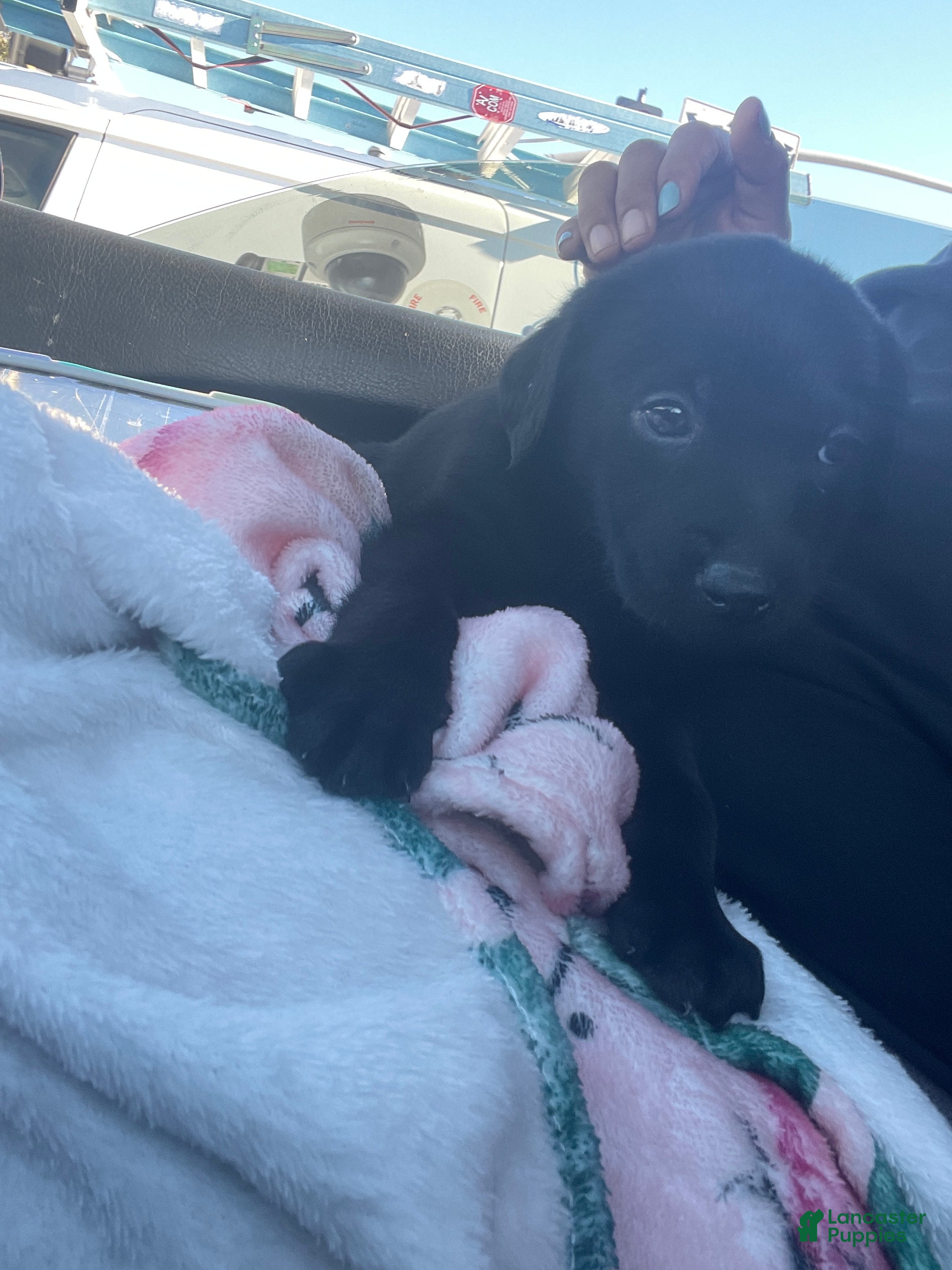 Labrador Retriever dogs Labrador Retriever Puppy 1 - Ad 7