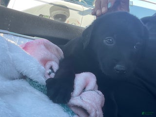 Labrador Retriever dogs Labrador Retriever Puppy 1 - Ad 7