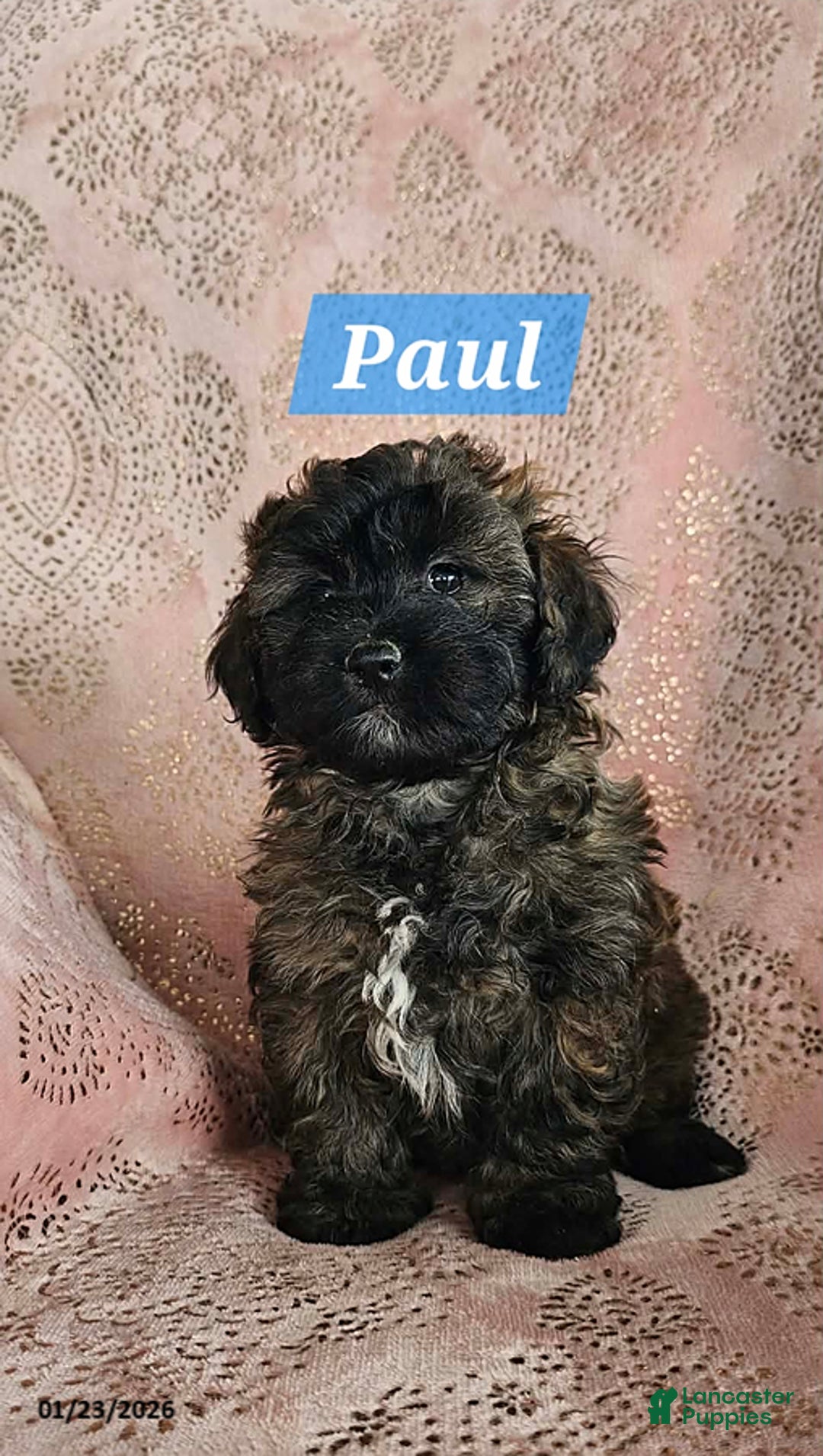Shihpoo dogs for sale: Paul - Ad 2