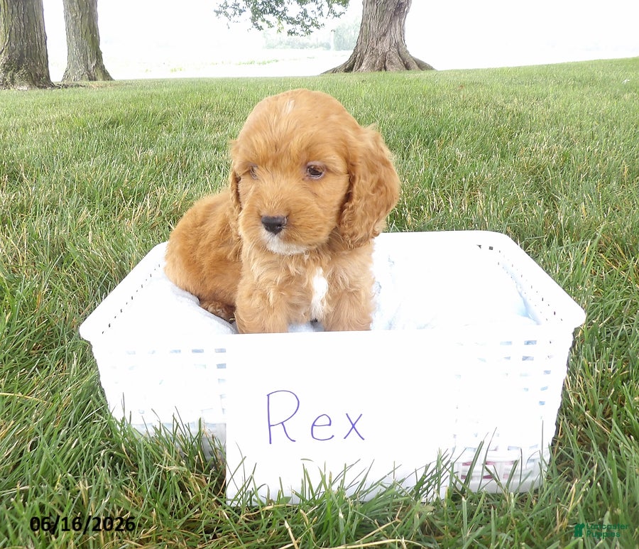 Cockapoo dogs Rex - Ad 2