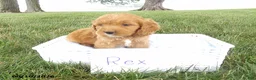 Cockapoo dogs for sale: Rex - Ad 2