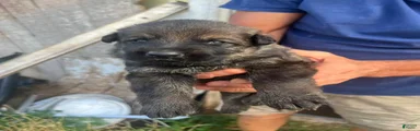 German Shepherd Male 4