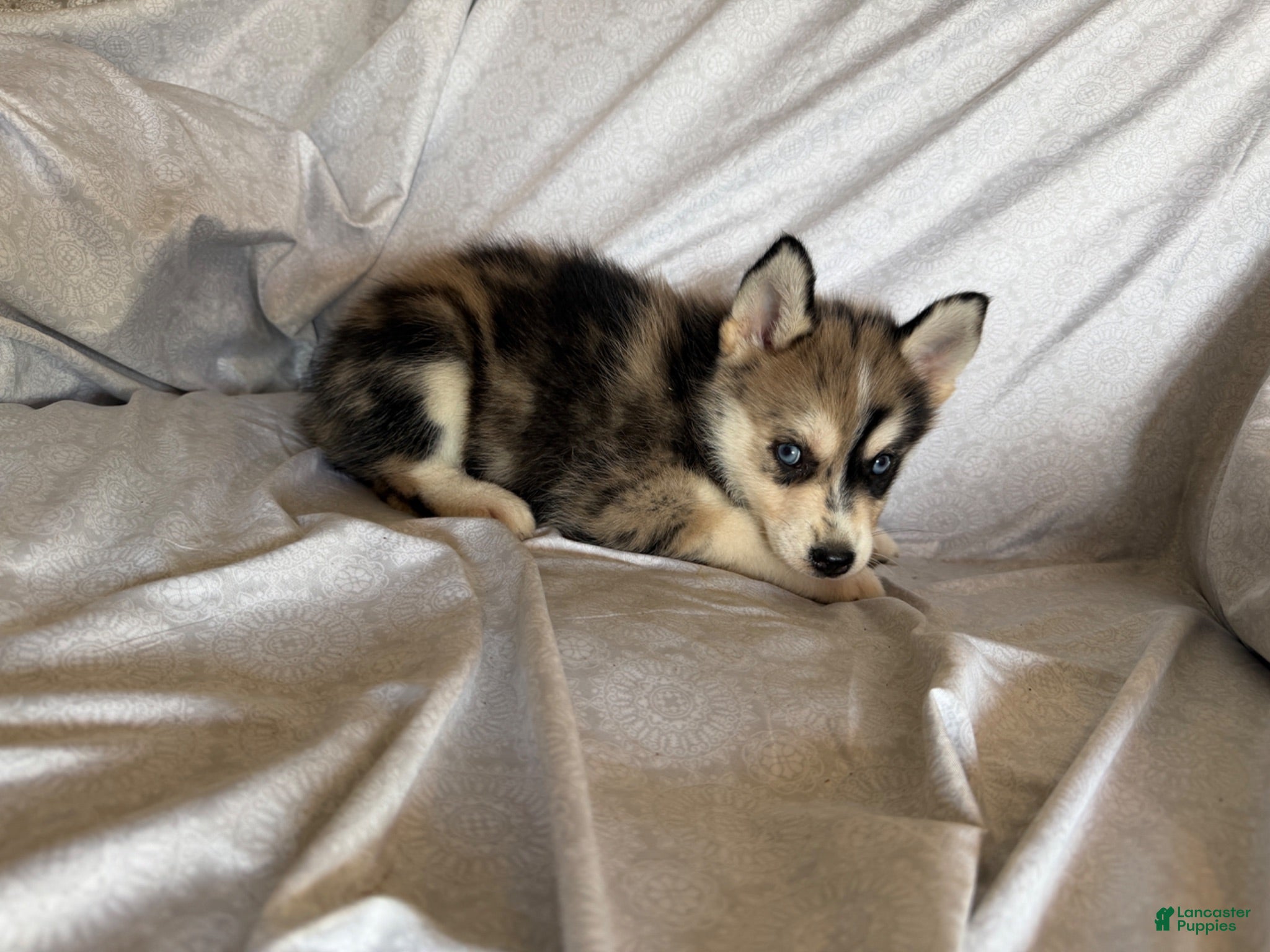 Pomsky dogs Koko - Ad 38