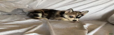 Koko