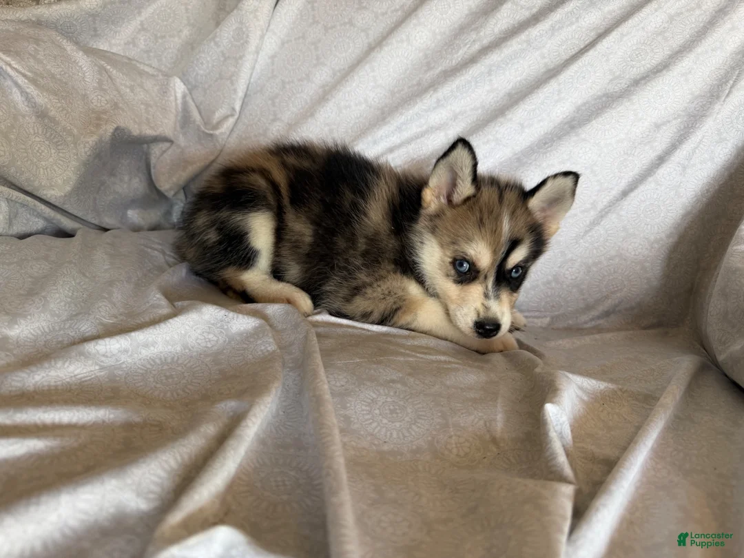 Pomsky dogs for sale: Koko - Ad 1