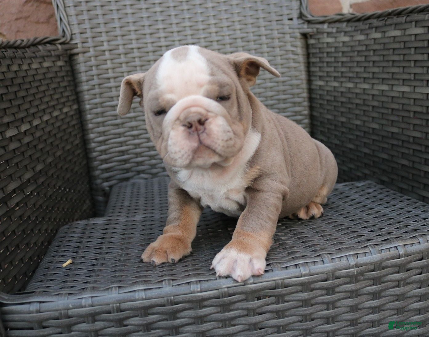 English Bulldog dogs Brody  - Ad 1
