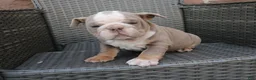 English Bulldog dogs for sale: Brody  - Ad 1
