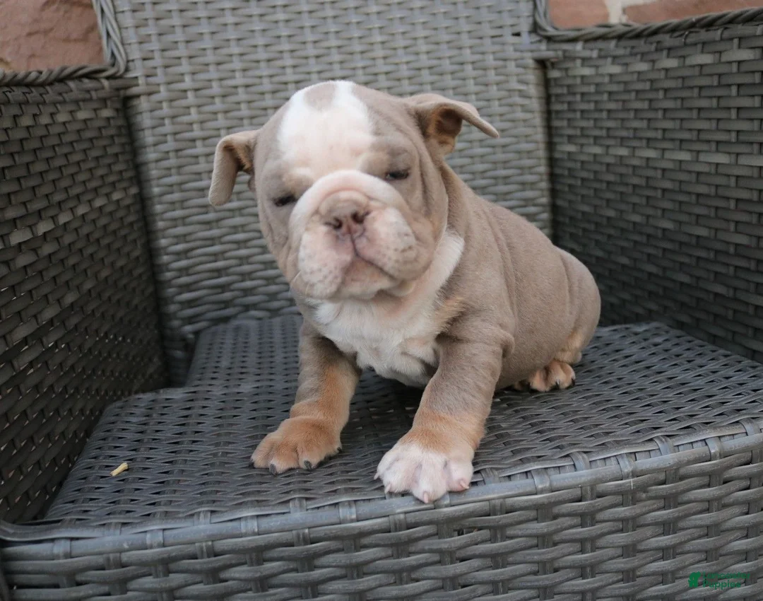 English Bulldog dogs for sale: Brody  - Ad 1